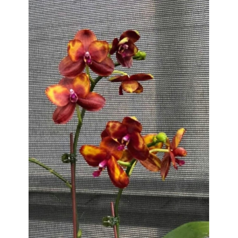 Орхiдея Phal. Zheng Min Anaconda x Yaphon Dragon Maiden - купити